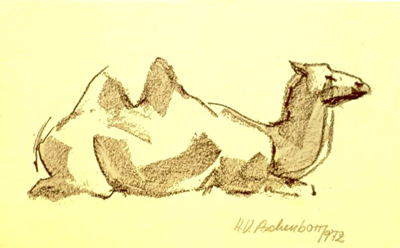 Bild Ein liegendes Kamel von Uli Aschenborn